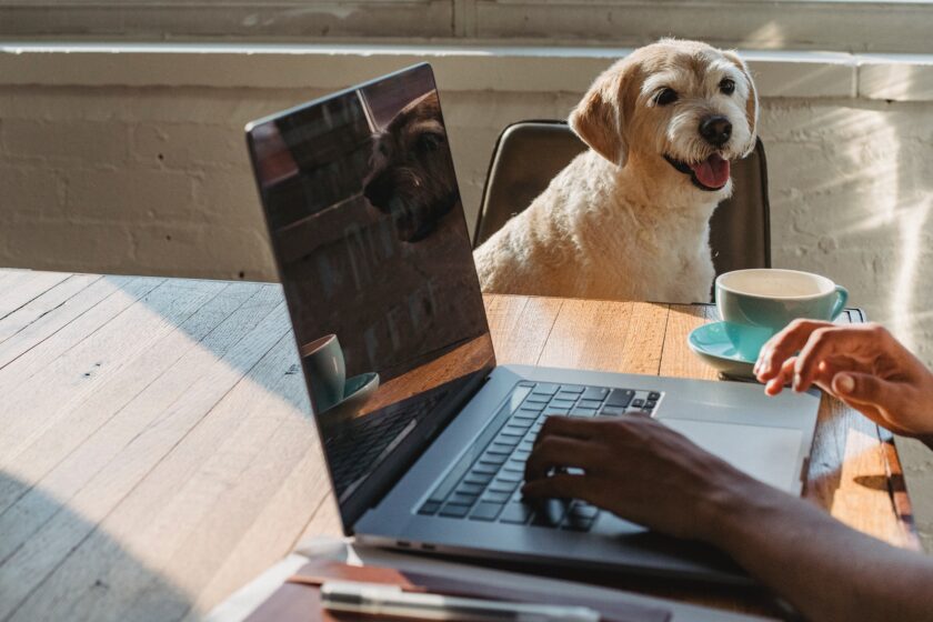 ¿Tu condominio es Pet Friendly? Este reglamento para mascotas te servirá 1 condominio-Pet-Friendly-alt