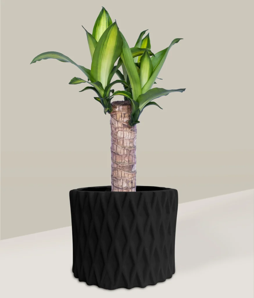 cómo decorar con plantas 5 alt