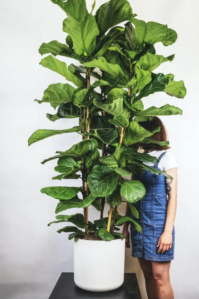 cómo decorar con plantas 6 alt