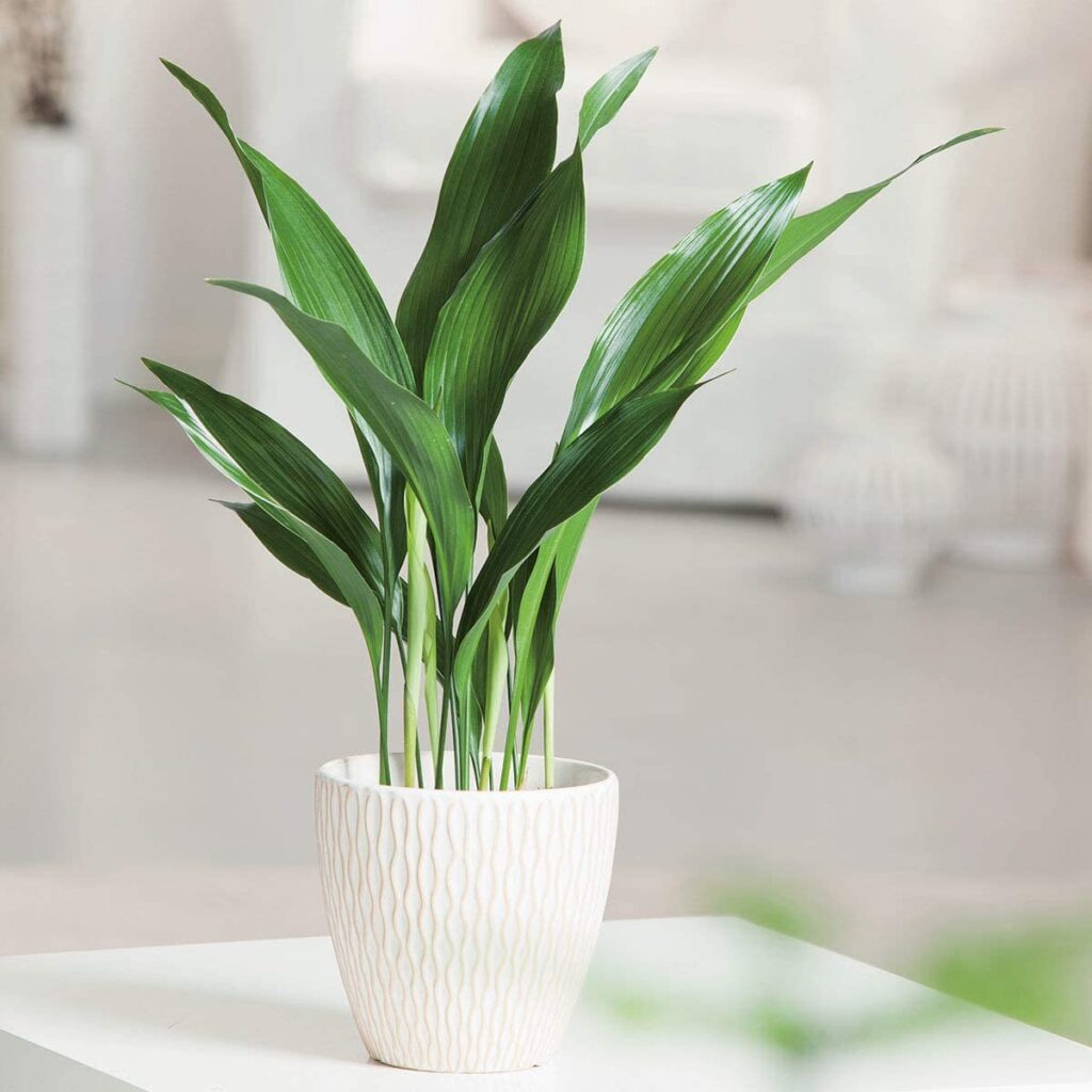 cómo decorar con plantas 7 alt