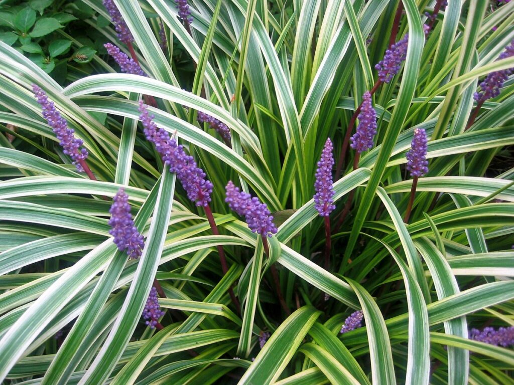 cómo decorar con plantas 9 alt